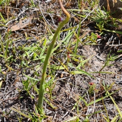 Microtis sp. (Onion Orchid) at Wanniassa Hill - 24 Oct 2023 by Mike