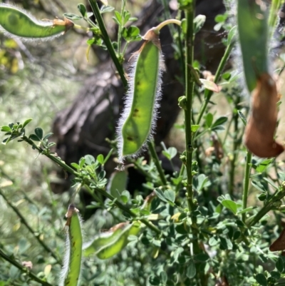 Genista monspessulana (Cape Broom, Montpellier Broom) at Campbell, ACT - 24 Oct 2023 by SilkeSma