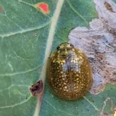 Paropsisterna cloelia (Eucalyptus variegated beetle) at Fraser, ACT - 24 Oct 2023 by trevorpreston