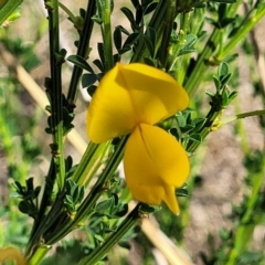 Cytisus scoparius subsp. scoparius (Scotch Broom, Broom, English Broom) at Fraser, ACT - 24 Oct 2023 by trevorpreston