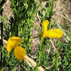 Cytisus scoparius subsp. scoparius at Fraser, ACT - 24 Oct 2023