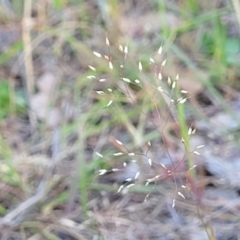 Aira elegantissima (Delicate Hairgrass) at Kuringa Woodland (CPP) - 24 Oct 2023 by trevorpreston