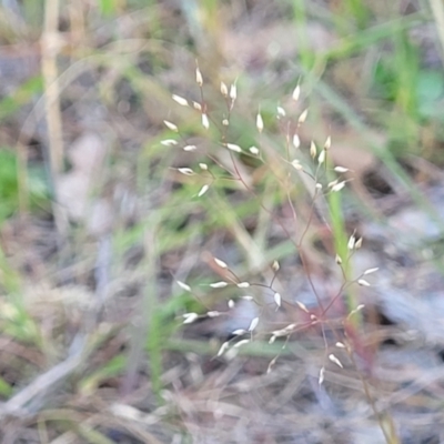 Aira elegantissima (Delicate Hairgrass) at Kuringa Woodlands - 24 Oct 2023 by trevorpreston