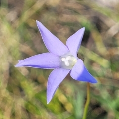 Wahlenbergia sp. (Bluebell) at Kuringa Woodland (CPP) - 24 Oct 2023 by trevorpreston