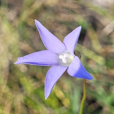 Wahlenbergia sp. (Bluebell) at Kuringa Woodlands - 24 Oct 2023 by trevorpreston