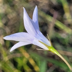 Wahlenbergia sp. at Fraser, ACT - 24 Oct 2023