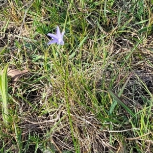 Wahlenbergia sp. at Fraser, ACT - 24 Oct 2023