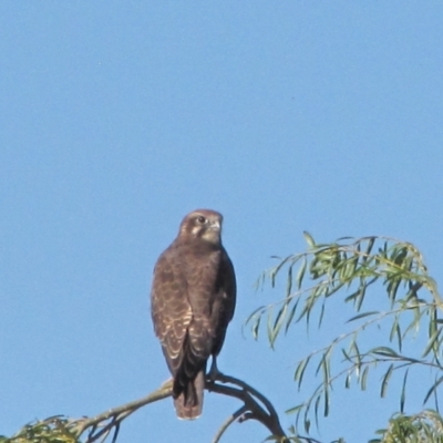 Falco berigora (Brown Falcon) at Bobundara, NSW - 3 Apr 2018 by AndyRoo