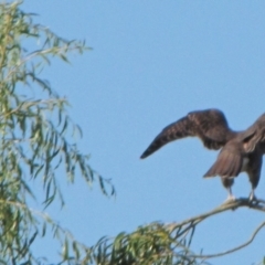 Falco berigora at Bobundara, NSW - 3 Apr 2018 03:37 PM