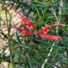 Grevillea juniperina subsp. fortis (Grevillea) at Kuringa Woodlands - 24 Oct 2023 by trevorpreston
