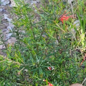 Grevillea juniperina subsp. fortis at Fraser, ACT - 24 Oct 2023