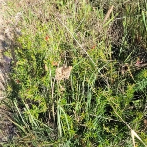 Grevillea juniperina subsp. fortis at Fraser, ACT - 24 Oct 2023