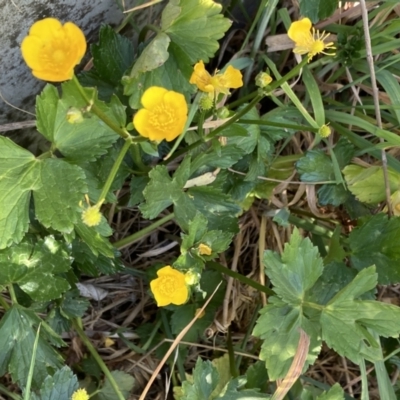 Ranunculus repens (Creeping Buttercup) at Pialligo, ACT - 24 Oct 2023 by SilkeSma