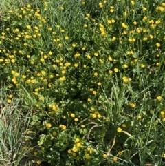 Ranunculus repens at Pialligo, ACT - 24 Oct 2023