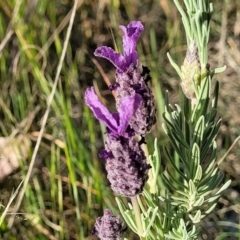 Lavandula stoechas (Spanish Lavender or Topped Lavender) at Fraser, ACT - 24 Oct 2023 by trevorpreston