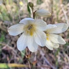 Tritonia gladiolaris (Lined Tritonia) at Fraser, ACT - 24 Oct 2023 by trevorpreston