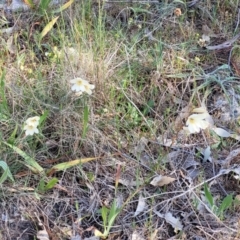 Tritonia gladiolaris at Fraser, ACT - 24 Oct 2023 05:09 PM