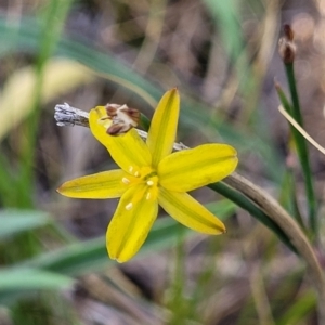 Tricoryne elatior at Fraser, ACT - 24 Oct 2023