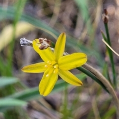 Tricoryne elatior (Yellow Rush Lily) at Kuringa Woodlands - 24 Oct 2023 by trevorpreston
