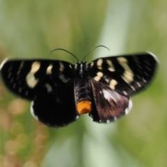Phalaenoides tristifica (Willow-herb Day-moth) at Tuggeranong, ACT - 24 Oct 2023 by RomanSoroka