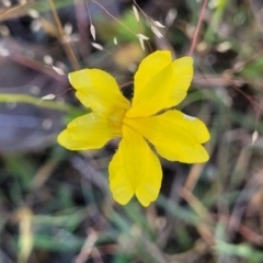 Goodenia pinnatifida (Scrambled Eggs) at Fraser, ACT - 24 Oct 2023 by trevorpreston