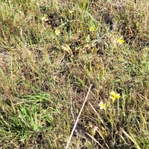 Goodenia pinnatifida at Fraser, ACT - 24 Oct 2023