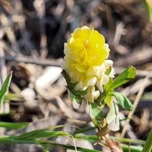 Trifolium campestre at Fraser, ACT - 24 Oct 2023 05:05 PM