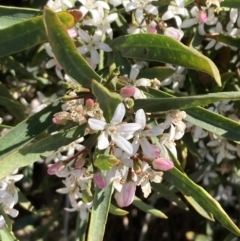 Philotheca myoporoides (Long-leaf Wax-Flower) at Mount Ainslie to Black Mountain - 23 Oct 2023 by SilkeSma