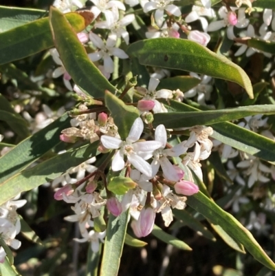 Philotheca myoporoides (Long-leaf Wax-Flower) at Russell, ACT - 24 Oct 2023 by SilkeSma