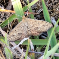 Scopula rubraria (Reddish Wave, Plantain Moth) at Fraser, ACT - 24 Oct 2023 by trevorpreston