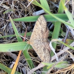 Scopula rubraria at Fraser, ACT - 24 Oct 2023