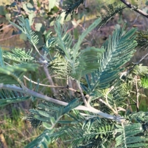 Acacia dealbata at Fraser, ACT - 24 Oct 2023