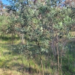 Acacia dealbata at Fraser, ACT - 24 Oct 2023