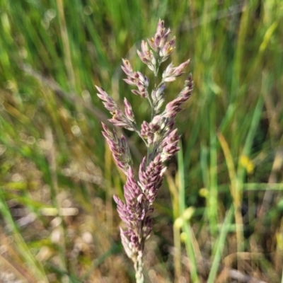 Holcus lanatus (Yorkshire Fog) at Kuringa Woodlands - 24 Oct 2023 by trevorpreston