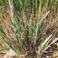 Holcus lanatus at Fraser, ACT - 24 Oct 2023 05:03 PM