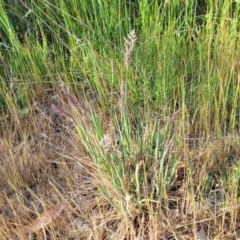 Holcus lanatus at Fraser, ACT - 24 Oct 2023 05:03 PM