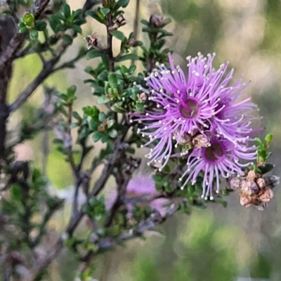 Kunzea parvifolia (Violet Kunzea) at Kuringa Woodlands - 24 Oct 2023 by trevorpreston