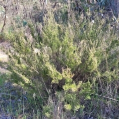 Kunzea parvifolia at Fraser, ACT - 24 Oct 2023