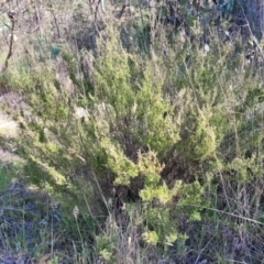 Kunzea parvifolia at Fraser, ACT - 24 Oct 2023 05:03 PM