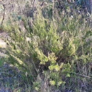 Kunzea parvifolia at Fraser, ACT - 24 Oct 2023 05:03 PM