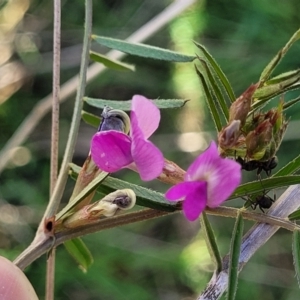 Vicia sativa subsp. nigra at Fraser, ACT - 24 Oct 2023