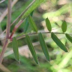 Vicia sativa subsp. nigra at Fraser, ACT - 24 Oct 2023