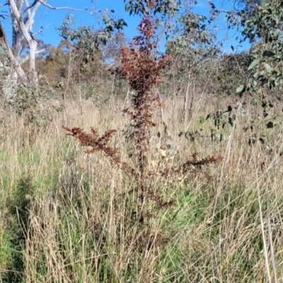 Prunus cerasifera (Cherry Plum) at Kuringa Woodlands - 24 Oct 2023 by trevorpreston