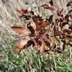 Prunus cerasifera at Fraser, ACT - 24 Oct 2023