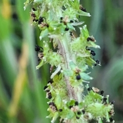 Acaena echinata (Sheeps Burr) at Fraser, ACT - 24 Oct 2023 by trevorpreston