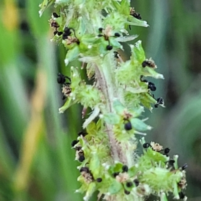 Acaena echinata (Sheeps Burr) at Kuringa Woodlands - 24 Oct 2023 by trevorpreston