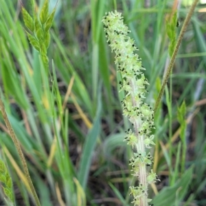 Acaena echinata at Fraser, ACT - 24 Oct 2023