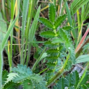 Acaena echinata at Fraser, ACT - 24 Oct 2023