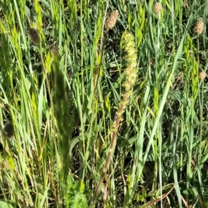 Acaena echinata at Fraser, ACT - 24 Oct 2023