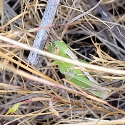 Bermius brachycerus (A grasshopper) at Fraser, ACT - 24 Oct 2023 by trevorpreston